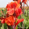 Red King Humbert Tall Canna -Garden Supplies Sales Store 23108 1