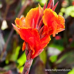 Royal King Humbert Canna Collection -Garden Supplies Sales Store 23108 red king humbert tall canna