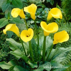 Sensational Calla Lily Collection -Garden Supplies Sales Store 23115 golden star hybrid calla lily 1
