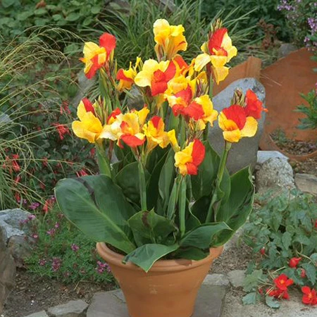 Cleopatra Canna 4 Cleopatra Canna - Image 2