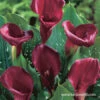 Majestic Red Calla Lilies -Garden Supplies Sales Store 23124 majestic red calla lilies 1