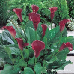 Majestic Seas Calla Lily Collection 15 Majestic Seas Calla Lily Collection -Garden Supplies Sales Store 23124 majestic red calla lilies 2