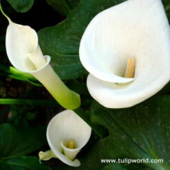 Majestic Seas Calla Lily Collection 11 Majestic Seas Calla Lily Collection -Garden Supplies Sales Store 23134