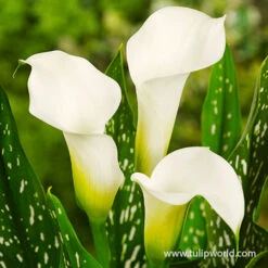 Instant Summer Garden Collection -Garden Supplies Sales Store 23134 albomaculata calla lily 2