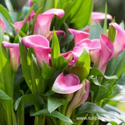 Garnet Glow Calla Lily