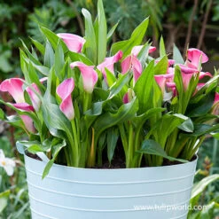 Garnet Glow Calla Lily -Garden Supplies Sales Store 23136 garnet glow calla lily