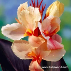 All Orange Summer Collection 17 All Orange Summer Collection -Garden Supplies Sales Store 23138