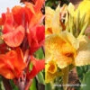 Royal King Humbert Canna Collection -Garden Supplies Sales Store 23145