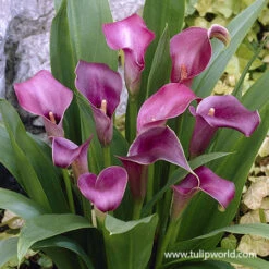 Sensational Calla Lily Collection -Garden Supplies Sales Store 23148 purple sensation calla lily