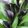 Odessa Calla Lily -Garden Supplies Sales Store 23149 3