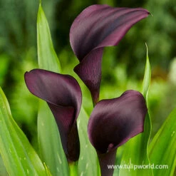 Majestic Seas Calla Lily Collection 13 Majestic Seas Calla Lily Collection -Garden Supplies Sales Store 23149 odessa calla lily