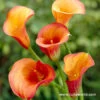 Passion Fruit Calla Lily