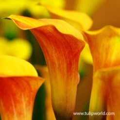 Passion Fruit Calla Lily -Garden Supplies Sales Store 23150 passion fruit calla lilies 2