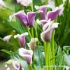 Picasso Calla Lily -Garden Supplies Sales Store 23151 picasso calla lilies 2