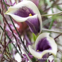 Picasso Calla Lily -Garden Supplies Sales Store 23151 picasso calla lilies