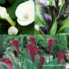 Majestic Seas Calla Lily Collection -Garden Supplies Sales Store 23155 magestic seas calla collection