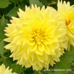 All Yellow Summer Collection -Garden Supplies Sales Store 24116 1