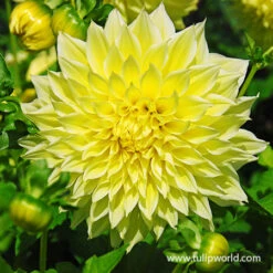 All Yellow Summer Collection -Garden Supplies Sales Store 24116 kelvin floodlight dinnerplate dahlia 1