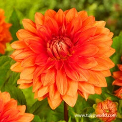 All Orange Summer Collection 21 All Orange Summer Collection -Garden Supplies Sales Store 24118 mrs eileen dinnerplate dahlia 2