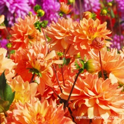 All Orange Summer Collection 22 All Orange Summer Collection -Garden Supplies Sales Store 24118 mrs eileen dinnerplate dahlia
