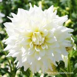 Blushing Bride Dahlia Collection -Garden Supplies Sales Store 24120 fleurel dinnerplate dahlia 1