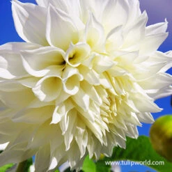Blushing Bride Dahlia Collection -Garden Supplies Sales Store 24120 fleurel dinnerplate dahlia 2 1