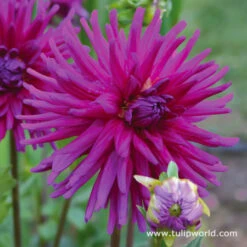 Orchid Visions Dahlia Collection -Garden Supplies Sales Store 24133 2