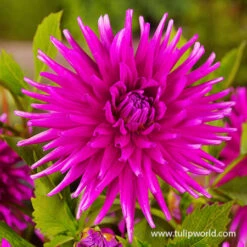 Orchid Visions Dahlia Collection -Garden Supplies Sales Store 24133 purple gem cactus dahlia 2