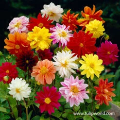 Ultimate Value Collection For Sun 15 Ultimate Value Collection For Sun -Garden Supplies Sales Store 24152 mixed unwin dwarf dahlias value bag