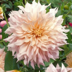 Blushing Bride Dahlia Collection -Garden Supplies Sales Store 24162