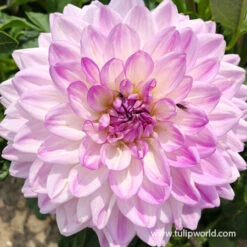 Orchid Visions Dahlia Collection -Garden Supplies Sales Store 24176 mediterranee dinnerplate dahlia 2
