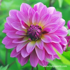 Orchid Visions Dahlia Collection -Garden Supplies Sales Store 24176 mediterranee dinnerplate dahlia