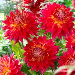 Luminous Dahlia Garden Collection -Garden Supplies Sales Store 24183 manhattan island dahlia 1