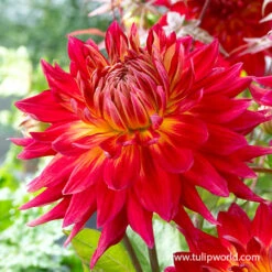 Luminous Dahlia Garden Collection -Garden Supplies Sales Store 24183 manhattan island dahlia 2 1