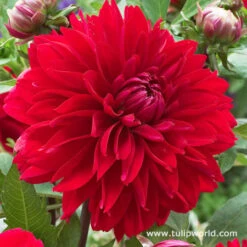 Luminous Dahlia Garden Collection -Garden Supplies Sales Store 24185