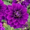 Le Baron Dahlia 1 Le Baron Dahlia -Garden Supplies Sales Store 24186