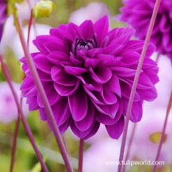 Orchid Visions Dahlia Collection -Garden Supplies Sales Store 24186 le baron dahlia 3 1