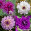 Orchid Visions Dahlia Collection -Garden Supplies Sales Store 24187