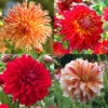 Luminous Dahlia Garden Collection