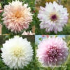 Blushing Bride Dahlia Collection -Garden Supplies Sales Store 24189
