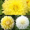 Sunny Side Up Dahlia Collection -Garden Supplies Sales Store 24190