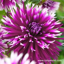 Gazebo Parts Direct Sales Store -Garden Supplies Sales Store 24196