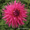 Elga Dahlia -Garden Supplies Sales Store 24198