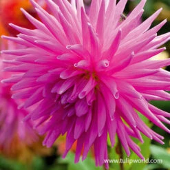 Elga Dahlia 7 Elga Dahlia -Garden Supplies Sales Store 24198 elga dahlia 2