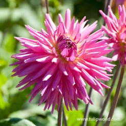 Gazebo Parts Direct Sales Store -Garden Supplies Sales Store 24198 elga dahlia