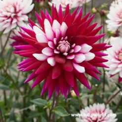Rebecca's World Dahlia