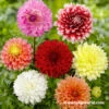 Fubuki Mixture Dahlias