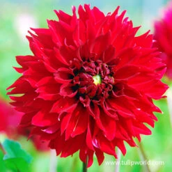 Fubuki Mixture Dahlias -Garden Supplies Sales Store 24202 fubuki mix dahlias 2