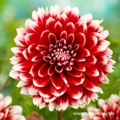 Fubuki Mixture Dahlias -Garden Supplies Sales Store 24202 fubuki mix dahlias