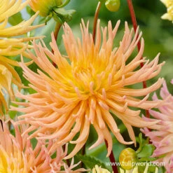 Star Mix Cactus Dahlias -Garden Supplies Sales Store 24203 star mix cactus dahlias 2
